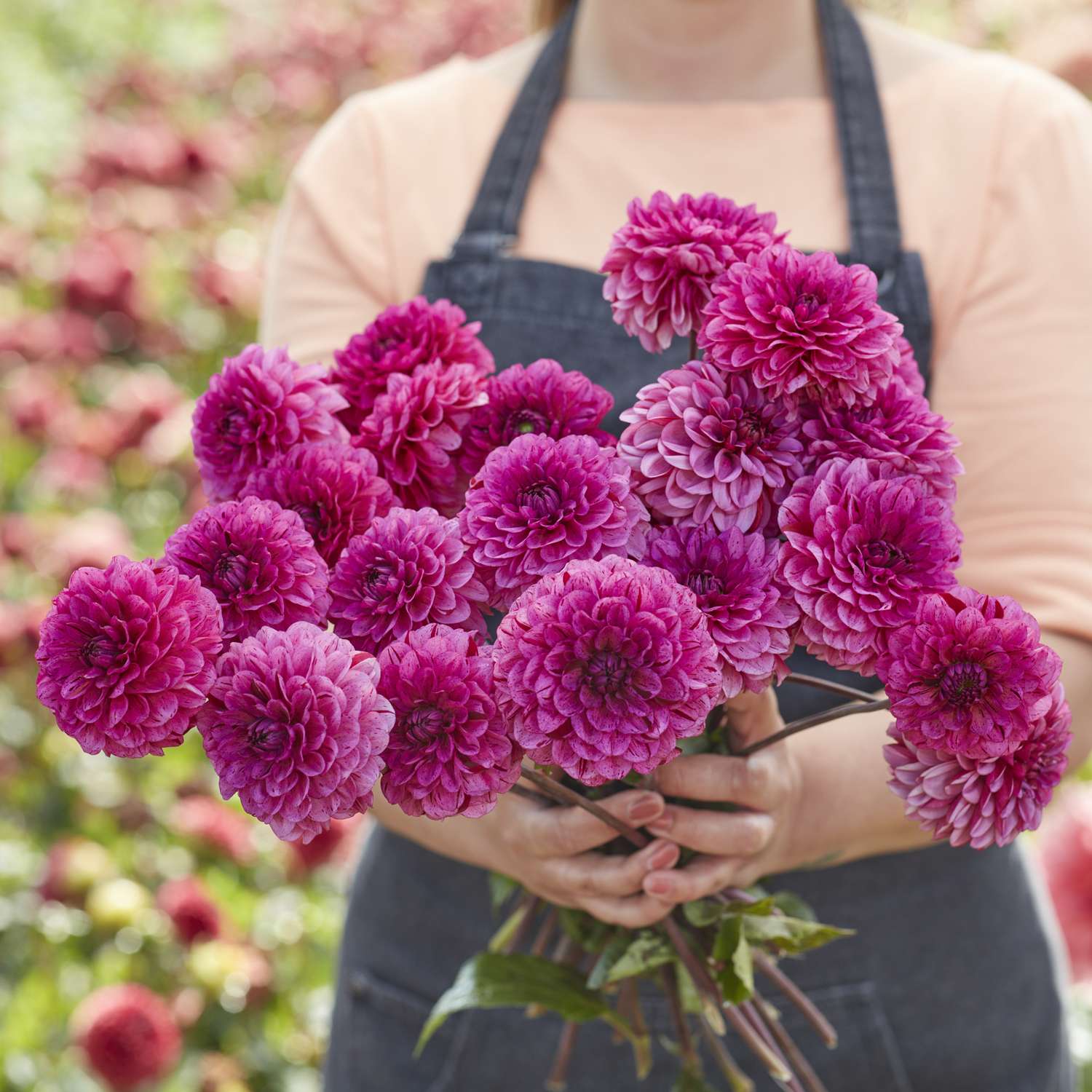 Dahlie 'Laughing Lizzy'